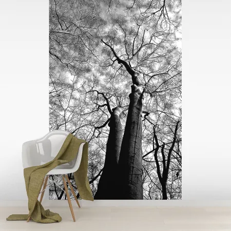 Фотообои Кроны деревьев, арт. 43641, пример фотообоев на стене