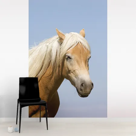Фотообои Лошадь, арт. 48046, пример фотообоев на стене