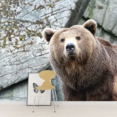 Фотообои Медведь, арт. 48101, пример фотообоев на стене