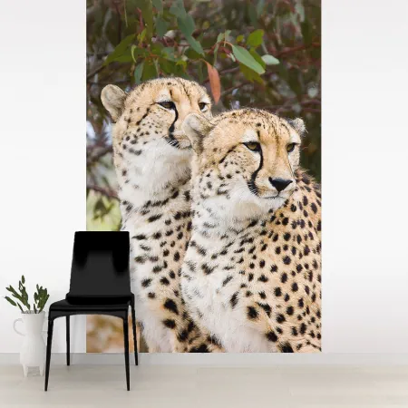 Фотообои Леопарды, арт. 48129, пример фотообоев на стене