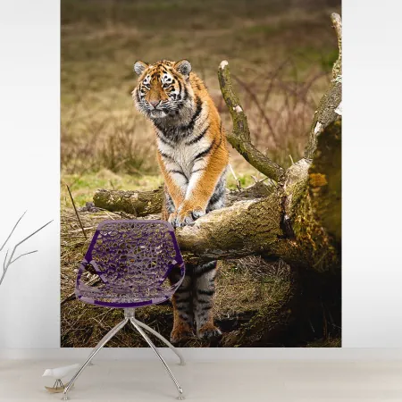 Фотообои Тигры, арт. 48172, пример фотообоев на стене