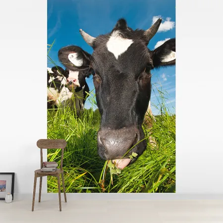 Фотообои Корова, арт. 48213, пример фотообоев на стене