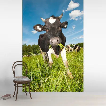 Фотообои Корова, арт. 48217, пример фотообоев на стене