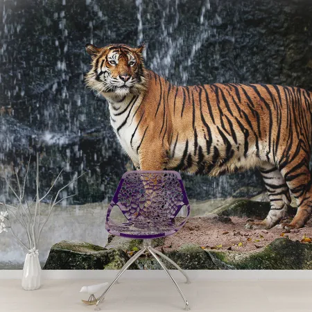 Фотообои Тигр, арт. 48227, пример фотообоев на стене