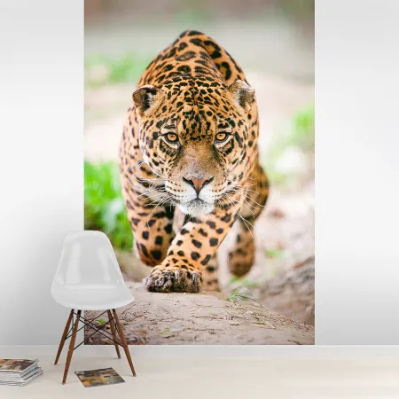Фотообои Леопард, арт. 48239, пример фотообоев на стене