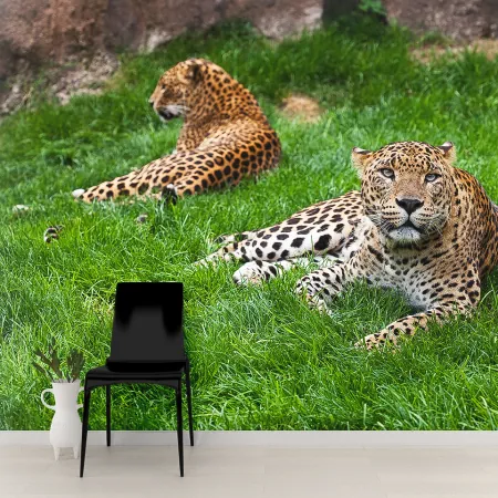 Фотообои Леопарды, арт. 48278, пример фотообоев на стене