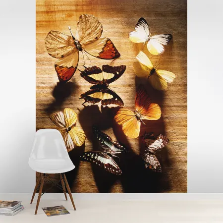 Фотообои Бабочка, арт. 48287, пример фотообоев на стене