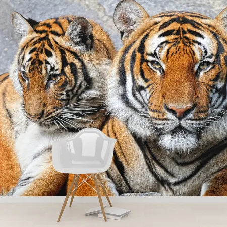 Фотообои Двое тигров, арт. 48300, пример фотообоев на стене