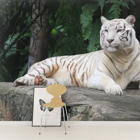 Фотообои Белый тигр, арт. 48307, пример фотообоев на стене