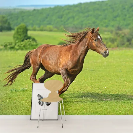 Фотообои Скачущая лошадь, арт. 48326, пример фотообоев на стене