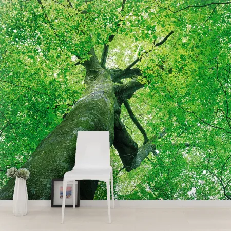Фотообои Дерево, арт. 55170, пример фотообоев на стене