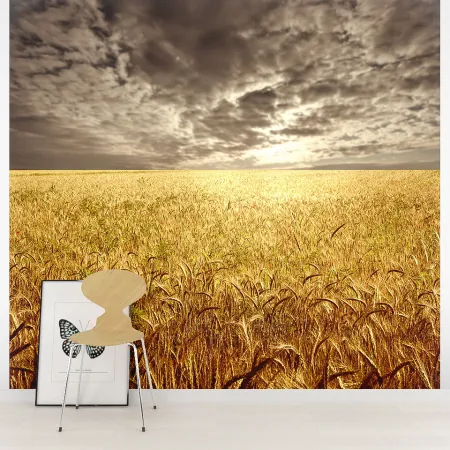 Фотообои Пшеничное Поле, арт. 55356, пример фотообоев на стене