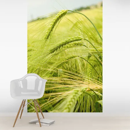 Фотообои Молодая Пшеница, арт. 55381, пример фотообоев на стене