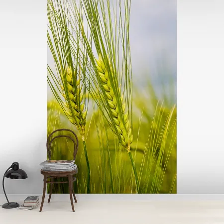 Фотообои Молодая Пшеница, арт. 55382, пример фотообоев на стене