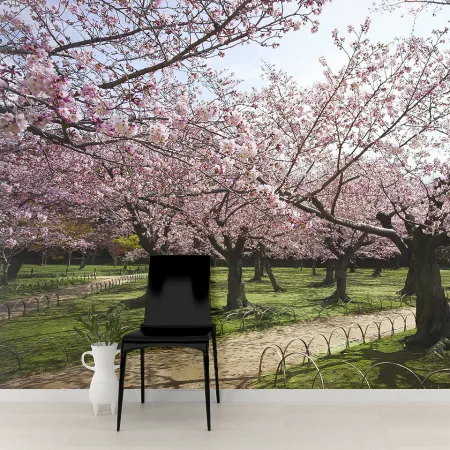 Фотообои Сад цветущей сакуры, арт. 55617, пример фотообоев на стене