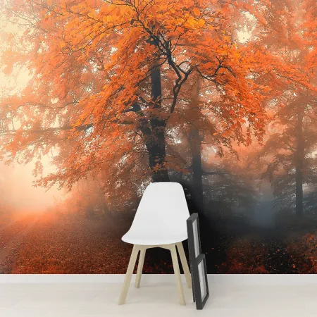 Фотообои Осенний лес в тумане, арт. 55659, пример фотообоев на стене