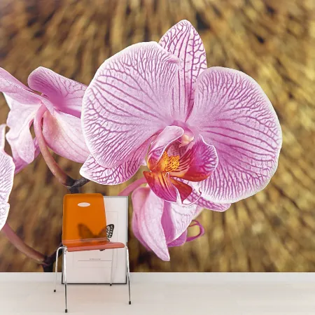 Фотообои Орхидея, арт. 60010, пример фотообоев на стене