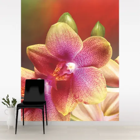 Фотообои Орхидея, арт. 60019, пример фотообоев на стене