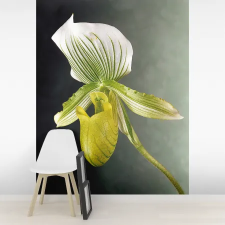 Фотообои Орхидея, арт. 60021, пример фотообоев на стене