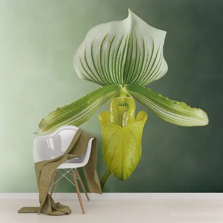 Фотообои Орхидея, арт. 60028, пример фотообоев на стене