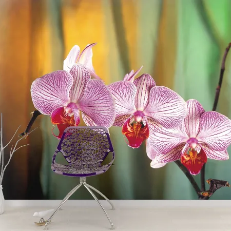Фотообои Орхидея, арт. 60032, пример фотообоев на стене