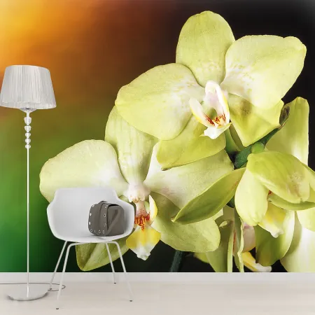 Фотообои Орхидея, арт. 60036, пример фотообоев на стене