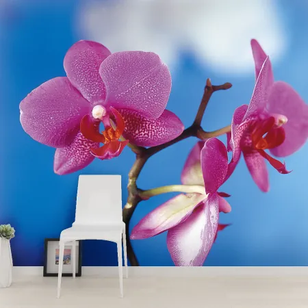 Фотообои Орхидея, арт. 60038, пример фотообоев на стене