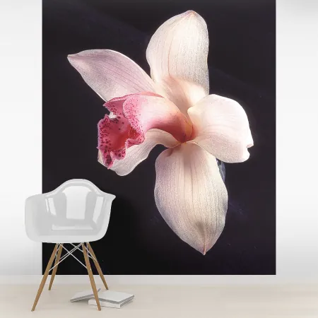 Фотообои Орхидея, арт. 60053, пример фотообоев на стене