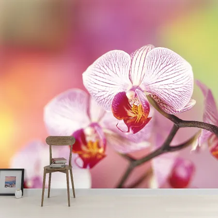Фотообои Орхидея, арт. 60060, пример фотообоев на стене