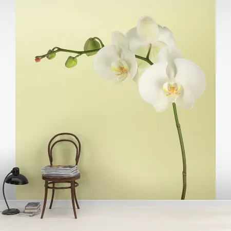 Фотообои Орхидея, арт. 60144, пример фотообоев на стене