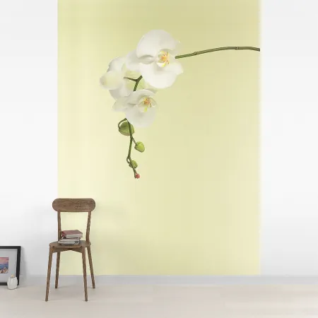 Фотообои Орхидея, арт. 60145, пример фотообоев на стене
