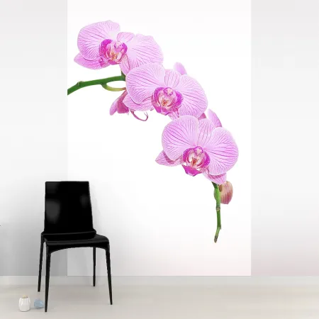 Фотообои Орхидея, арт. 60187, пример фотообоев на стене