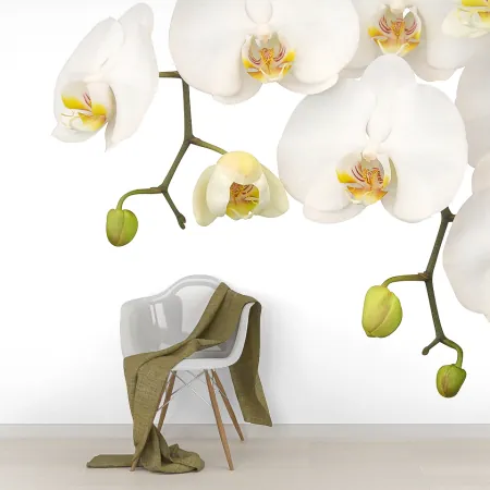 Фотообои Орхидея, арт. 60193, пример фотообоев на стене