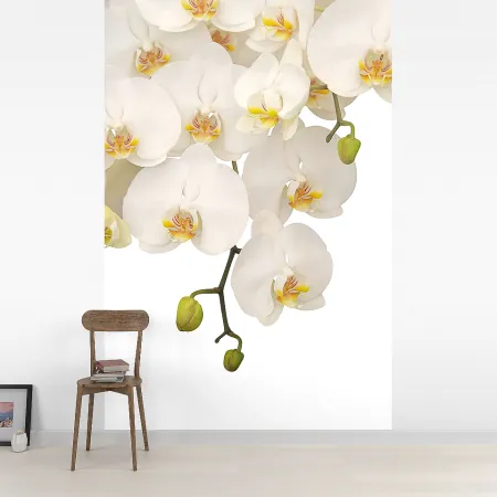 Фотообои Орхидея, арт. 60200, пример фотообоев на стене