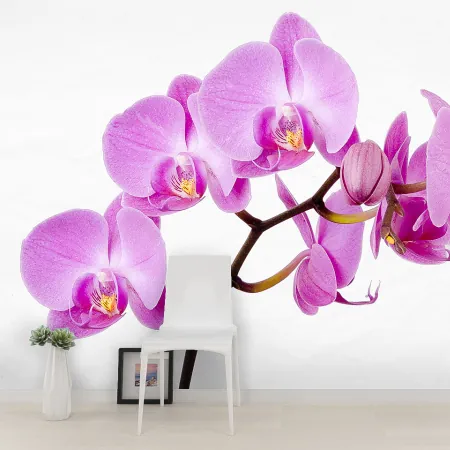 Фотообои Орхидея, арт. 60213, пример фотообоев на стене