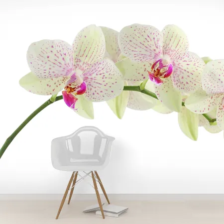 Фотообои Орхидея, арт. 60214, пример фотообоев на стене