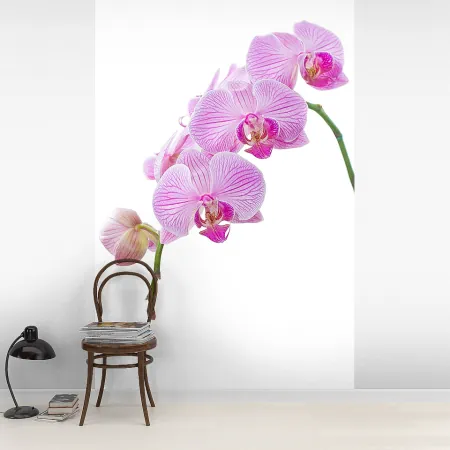 Фотообои Ветка орхидеи, арт. 60216, пример фотообоев на стене