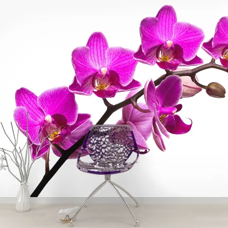 Фотообои Орхидея, арт. 60233, пример фотообоев на стене