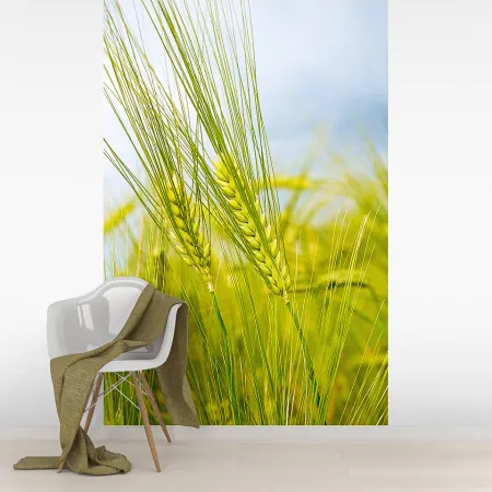 Фотообои Пшеница, арт. 60249, пример фотообоев на стене