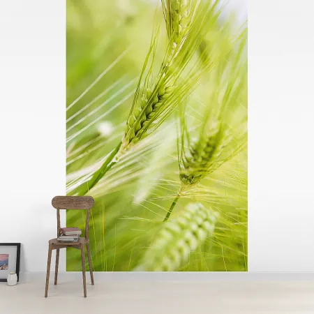 Фотообои Пшеница, арт. 60278, пример фотообоев на стене