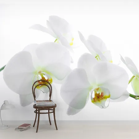 Фотообои Орхидея, арт. 60281, пример фотообоев на стене