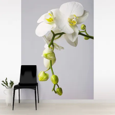 Фотообои Орхидея, арт. 60322, пример фотообоев на стене