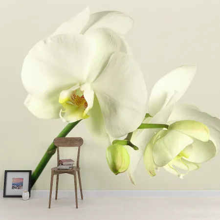 Фотообои Орхидея, арт. 60356, пример фотообоев на стене