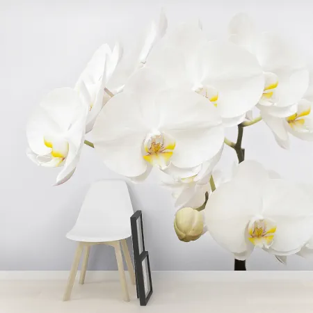 Фотообои Орхидея, арт. 60399, пример фотообоев на стене