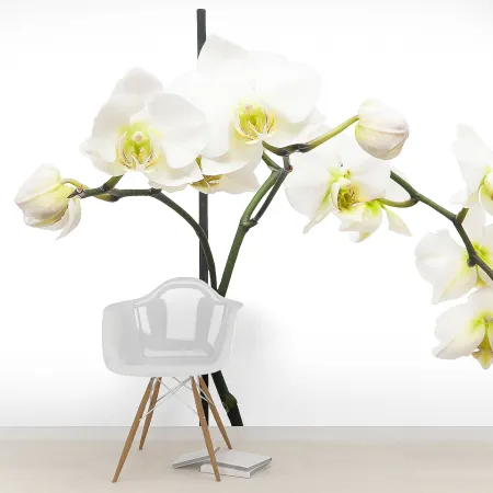 Фотообои Орхидея, арт. 60437, пример фотообоев на стене