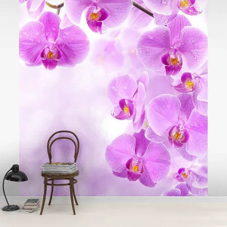 Фотообои Pink Орхидея, арт. 60470, пример фотообоев на стене
