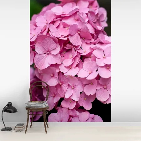 Фотообои Розовая гортензия, арт. 60501, пример фотообоев на стене