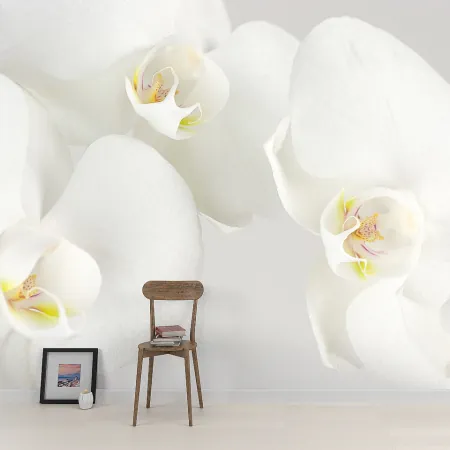 Фотообои Белая орхидея, арт. 60502, пример фотообоев на стене