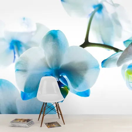 Фотообои Орхидея Голубая, арт. 60526, пример фотообоев на стене
