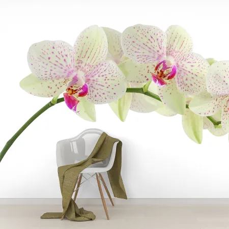 Фотообои Орхидея ветвь, арт. 60558, пример фотообоев на стене